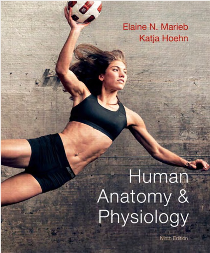 Human Anatomy Physiology By Elaine Nicpon Marieb Katja Hoehn