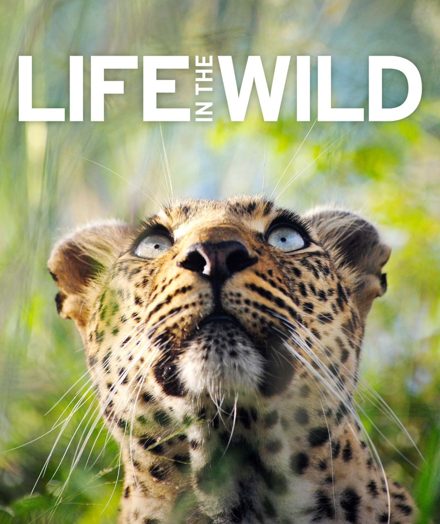 Life In The Wild By DK Publishing